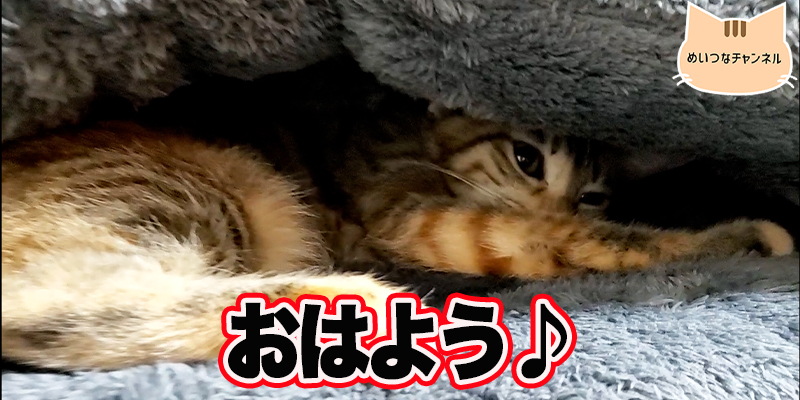 【子猫】猫の日常 #57「おはよう♪」