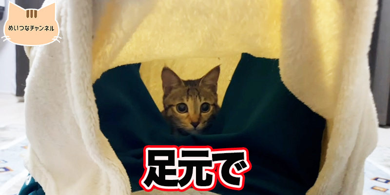 【子猫】猫の日常 #60「足元で」