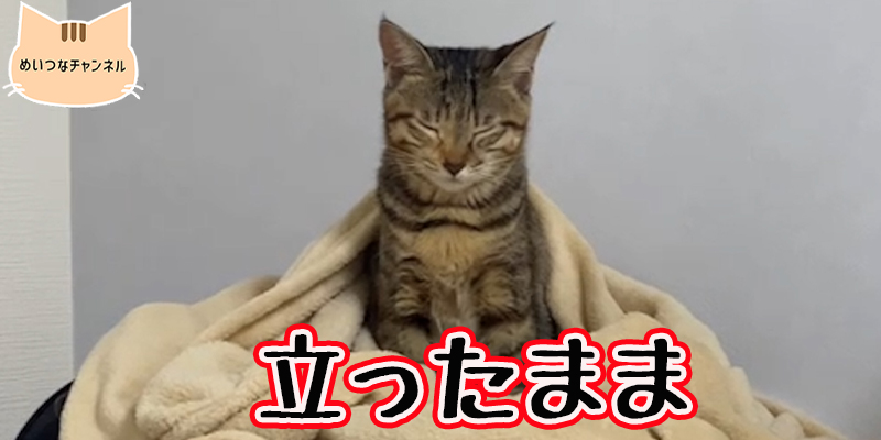 【子猫】猫の日常 #62「立ったまま」