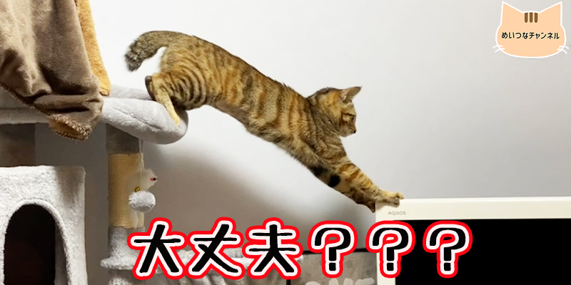 【子猫】猫の日常 #63「大丈夫？？？」