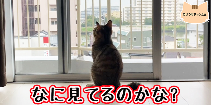 【子猫】猫の日常 #64「なに見てるのかな？」