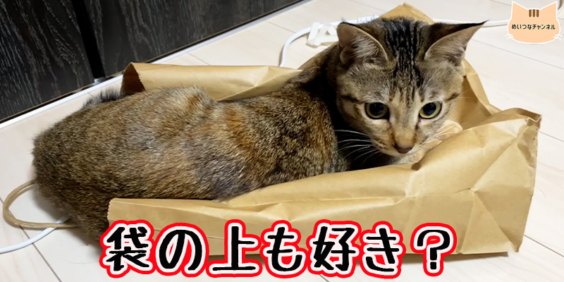 【子猫】猫の日常 #65「袋の上も好き？」