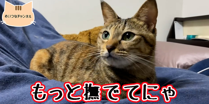 【子猫】猫の日常 #66「もっと撫でてにゃ」