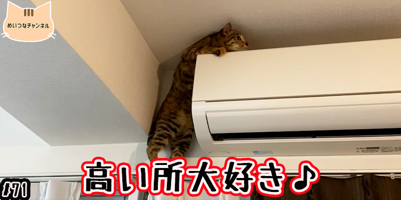 【子猫】猫の日常 #71「高い所大好き♪」