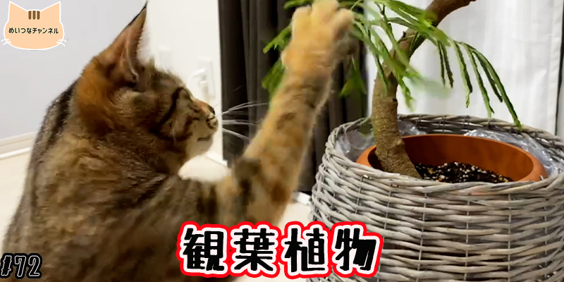 【子猫】猫の日常 #72「観葉植物」