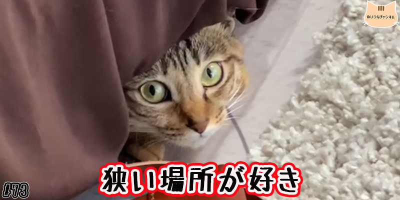 【子猫】猫の日常 #73「狭い場所が好き」