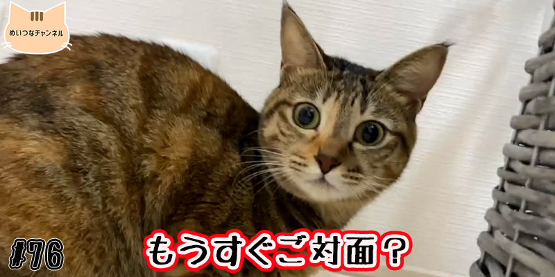 【子猫】猫の日常 #76「もうすぐご対面？」