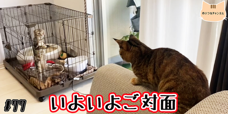 【子猫】猫の日常 #77「いよいよご対面」