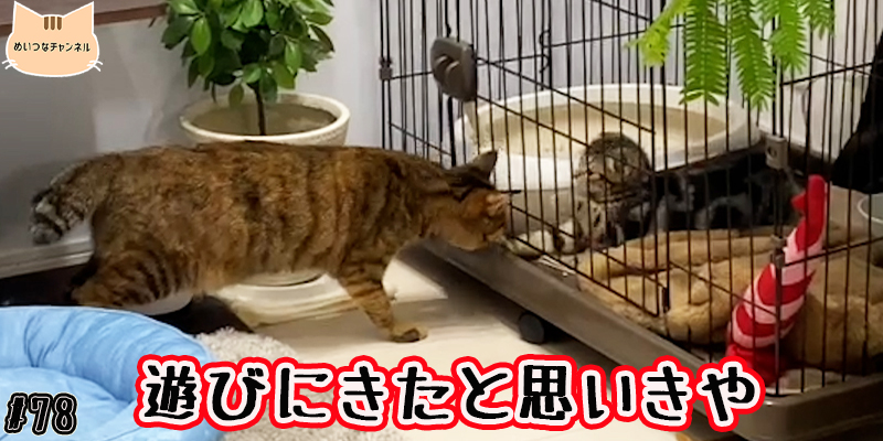 【子猫】猫の日常 #78「遊びに来たと思いきや」