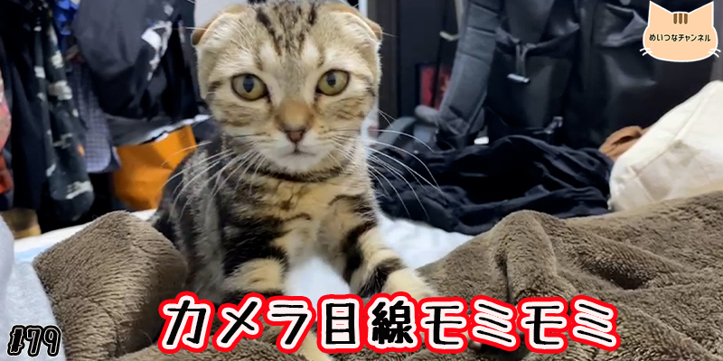 【子猫】猫の日常 #79「カメラ目線モミモミ」