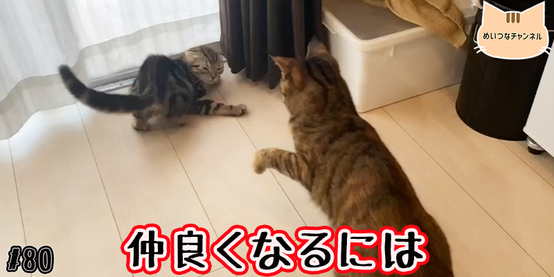 【子猫】猫の日常 #80「仲良くなるには」