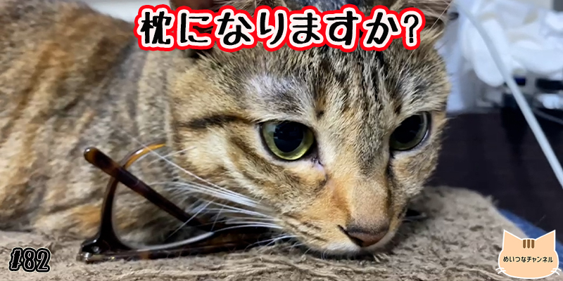 【子猫】猫の日常 #82「枕になりますか?」