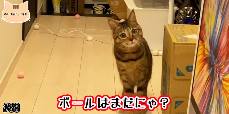 【子猫】猫の日常 #83「ボールはまだにゃ?」