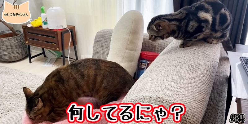 【子猫】猫の日常 #84「何してるにゃ?」