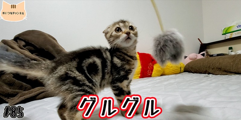 【子猫】猫の日常 #85「グルグル」