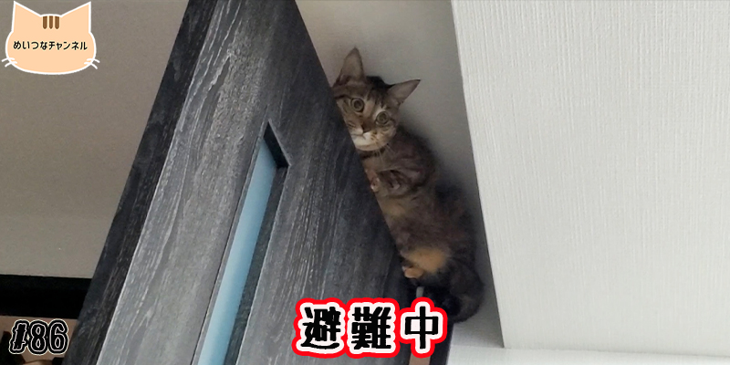 【子猫】猫の日常 #86「避難中」