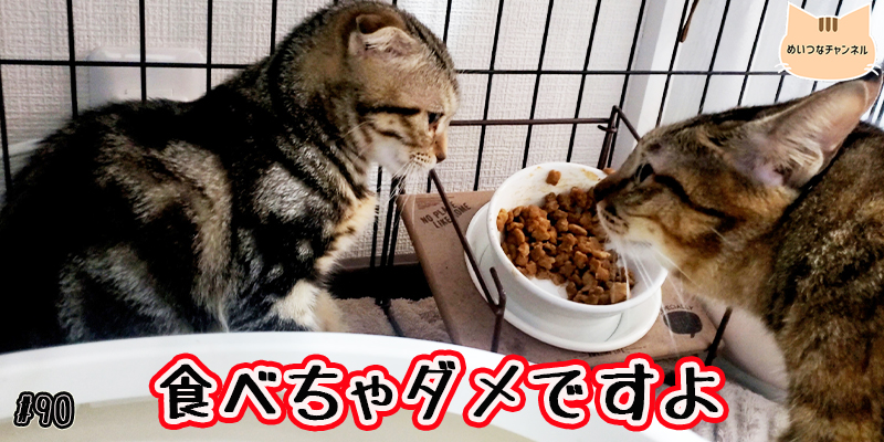 【ネコ】猫の癒しの日常 #90「食べちゃダメですよ」