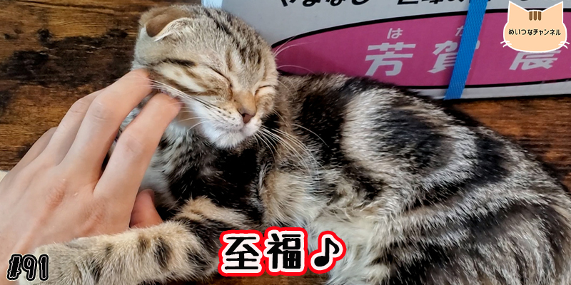 【ネコ】猫の癒しの日常 #91「至福♪」