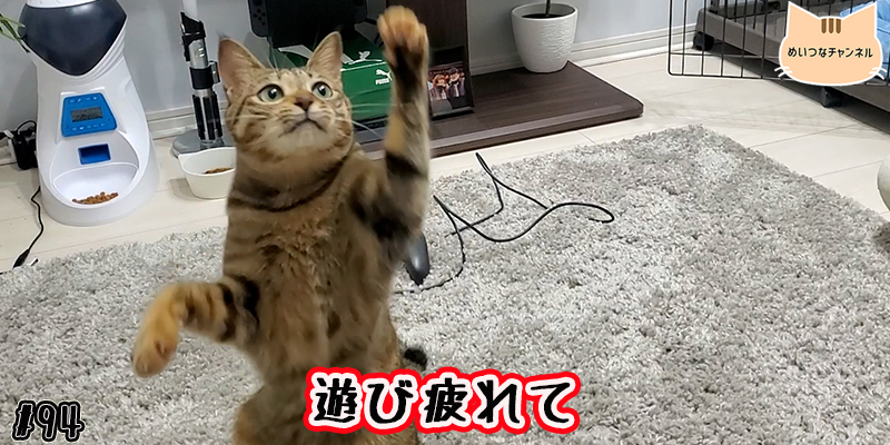 【ネコ】猫の癒しの日常 #94「遊び疲れて」