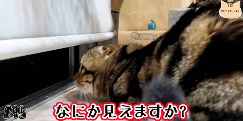 【ネコ】猫の癒しの日常 #95「なにか見えますか?」