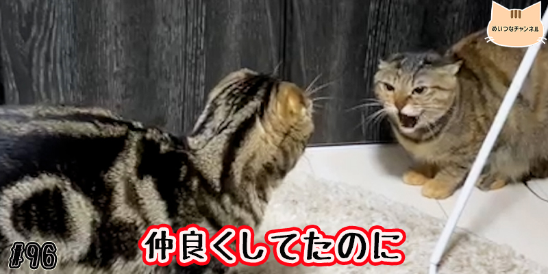 【ネコ】猫の癒しの日常 #96「仲良くしてたのに」