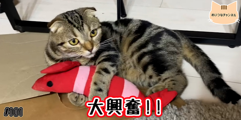 【ネコ】猫の癒しの日常 #101「大興奮!!」