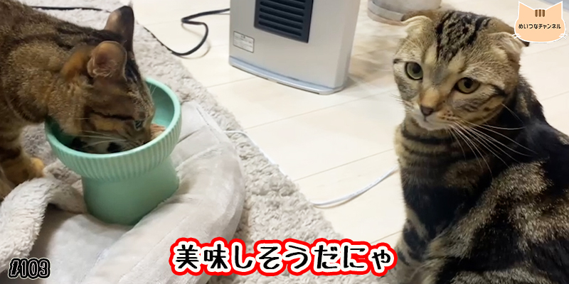 【ネコ】猫の癒しの日常 #103「美味しそうだにゃ」