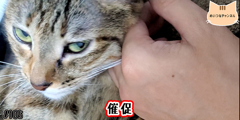 【ネコ】猫の癒しの日常 #105「催促」