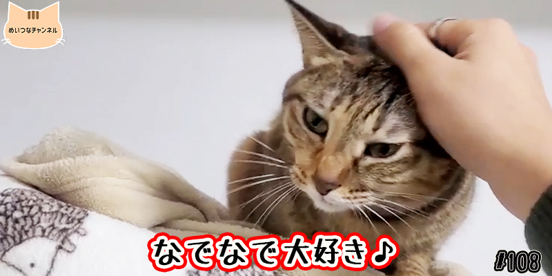 【ネコ】猫の癒しの日常 #108「なでなで大好き♪」