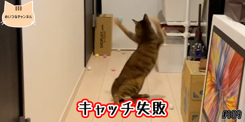 【ネコ】猫の癒しの日常 #109「キャッチ失敗」