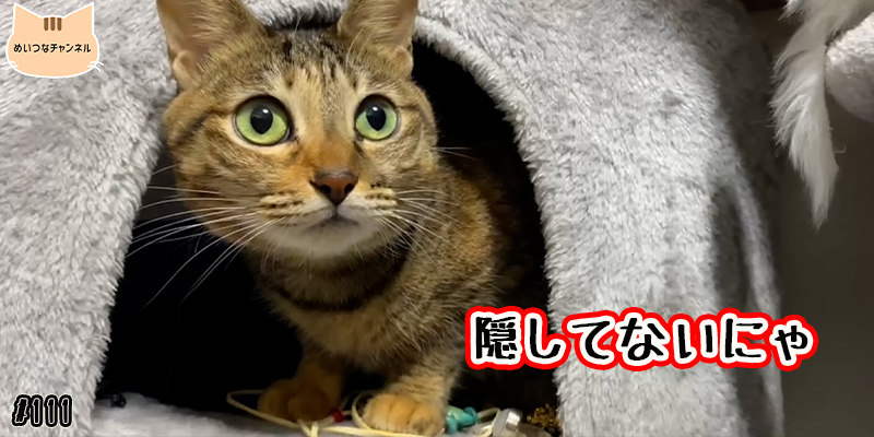 【ネコ】猫の癒しの日常 #111「隠してないにゃ」