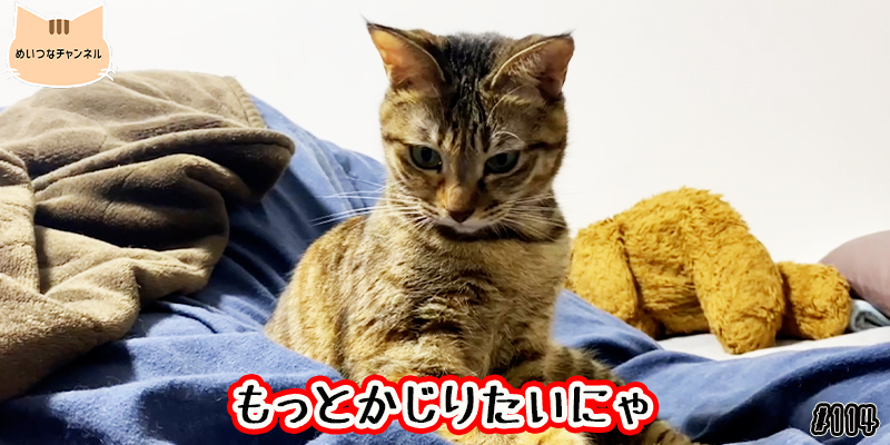 【ネコ】猫の癒しの日常 #114「もっとかじりたいにゃ」