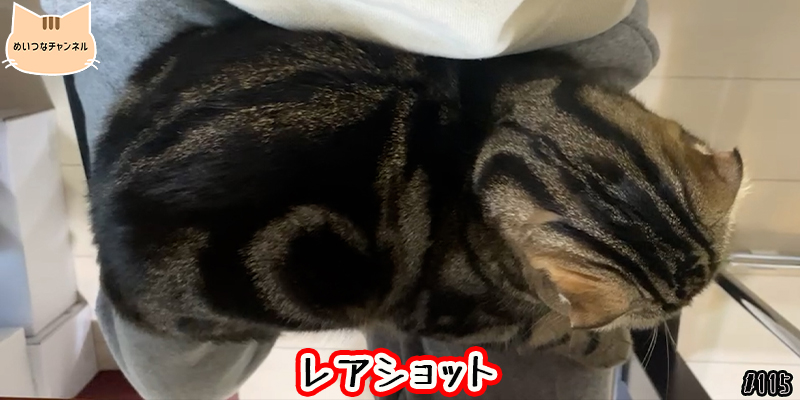 【ネコ】猫の癒しの日常 #115「レアショット」