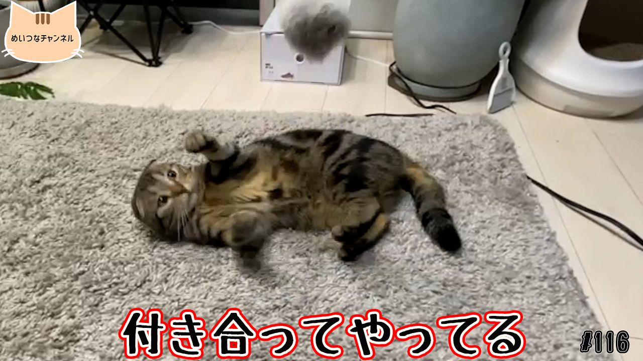 【ネコ】猫の癒しの日常 #116「付き合ってやってる」