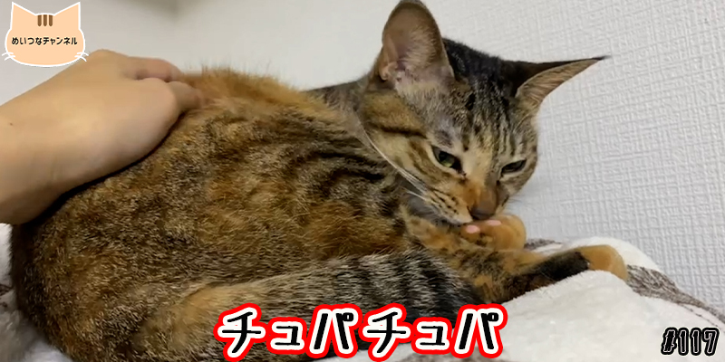 【ネコ】猫の癒しの日常 #117「チュパチュパ」