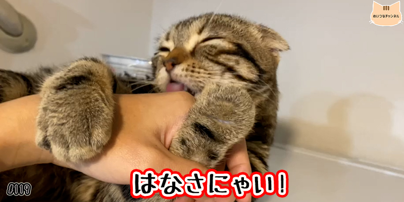 【ネコ】猫の癒しの日常 #119「はなさにゃい!」