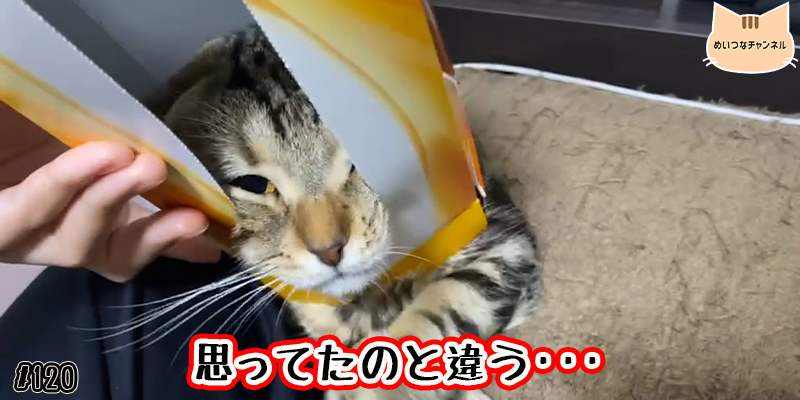 【ネコ】猫の癒しの日常 #120「思ってたのと違う･･･」