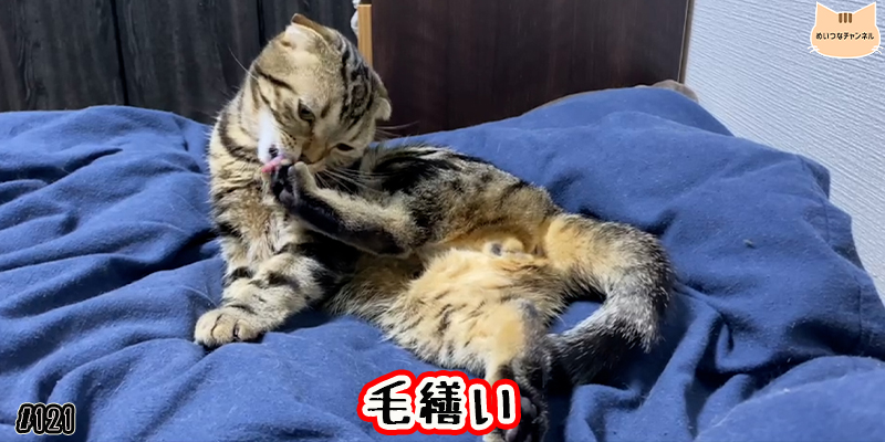 【ネコ】猫の癒しの日常 #121「毛繕い」