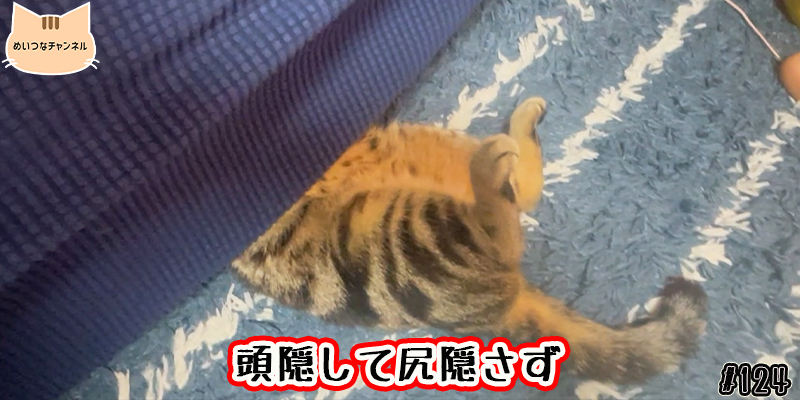 【ネコ】猫の癒しの日常 #124「頭隠して尻隠さず」