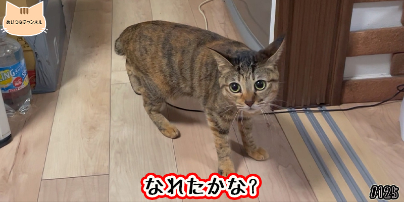 【ネコ】猫の癒しの日常 #125「なれたかな？」