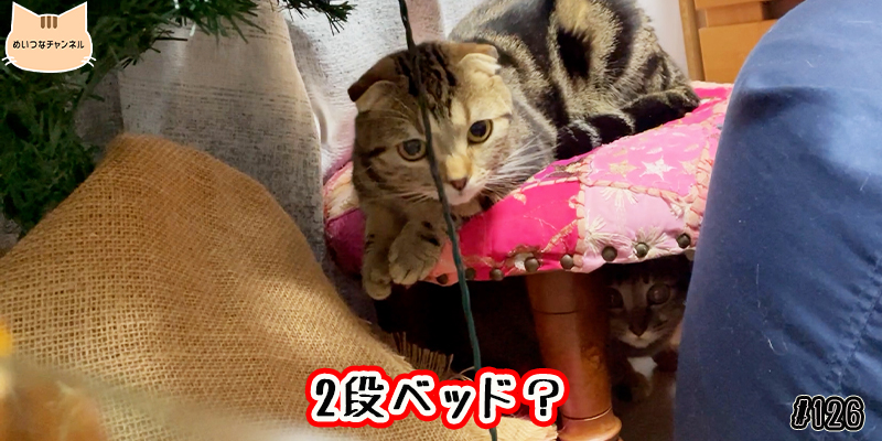【ネコ】猫の癒しの日常 #126「2段ベッド？」