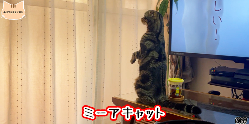 【ネコ】猫の癒しの日常 #127「ミーアキャット」