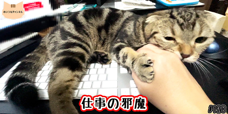 【ネコ】猫の癒しの日常 #128「仕事の邪魔」