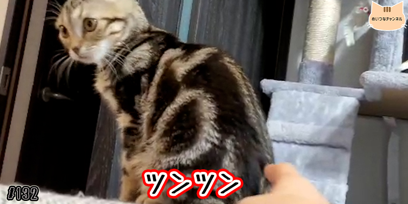 【ネコ】猫の癒しの日常 #132「ツンツン」