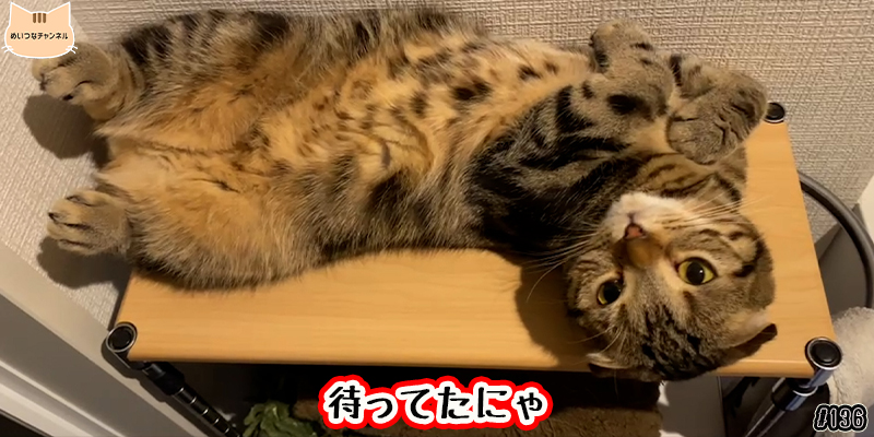 【ネコ】猫の癒しの日常 #136「待ってたにゃ」