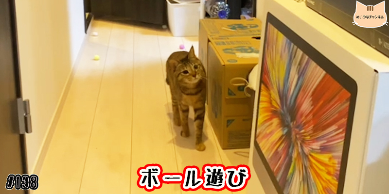 【ネコ】猫の癒しの日常 #138「ボール遊び」