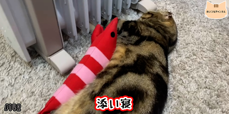 【ネコ】猫の癒しの日常 #142「添い寝」