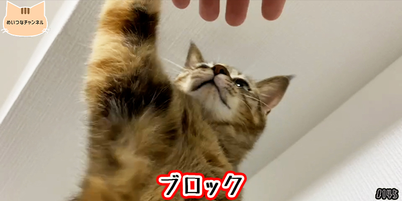 【ネコ】猫の癒しの日常 #145「ブロック」