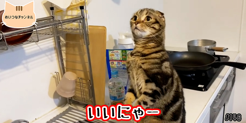 【ネコ】猫の癒しの日常 #146「いいにゃー」