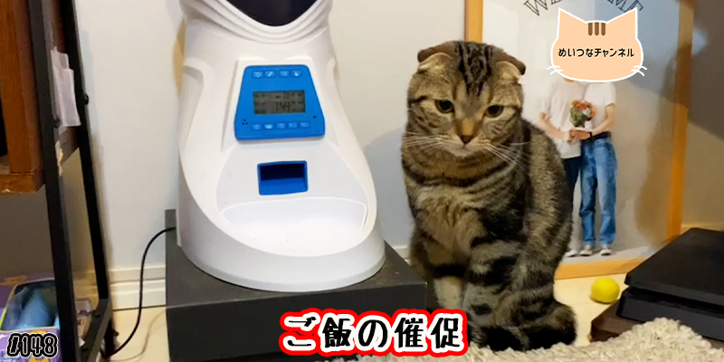 【ネコ】猫の癒しの日常 #148「ご飯の催促」